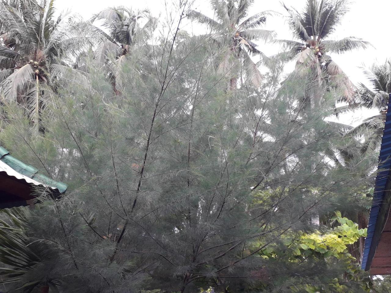 Jasmine Inn Nusa Penida Eksteriør bilde
